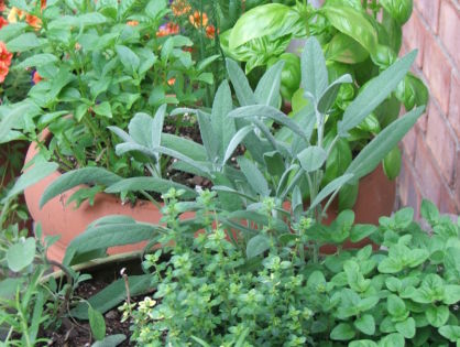 Tip Tuesday - Portable Kitchen Herb Garden