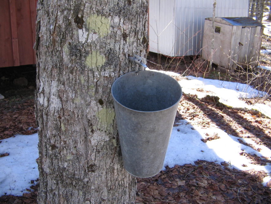 Kentucky Maple Syrup